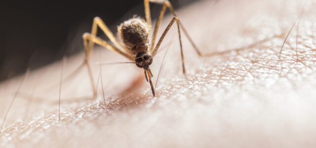 Mosquito Biting on Skin