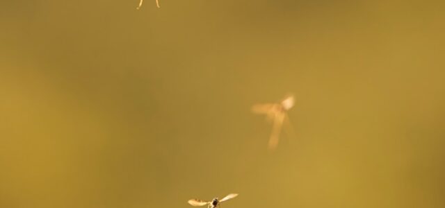 a group of mosquito flying through the air