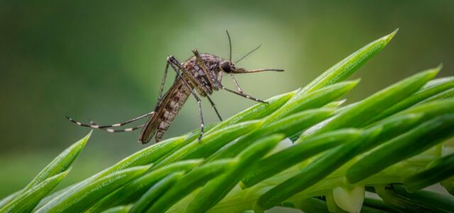 Detailed macro shot of a Southern Saltmarsh Mosquito perched on a green plant stem.