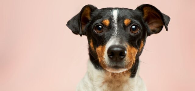 black and white short coated dog