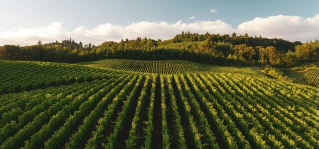 Rows of green grapevines in a vineyard under a warm low sun