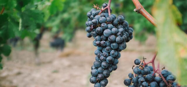 blueberry fruits on branch