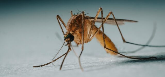 a close up of a mosquito on a white surface